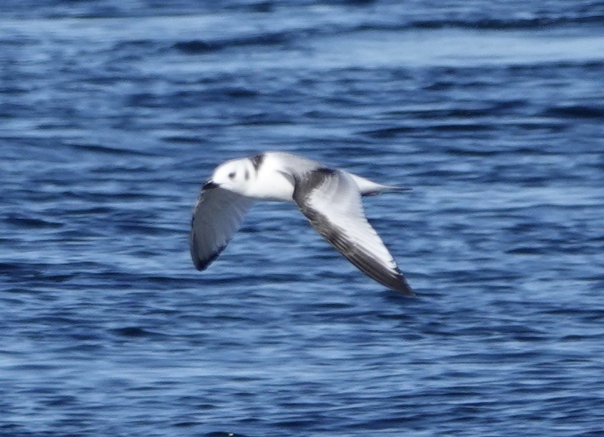 Black-legged Kittiwake - ML643855179