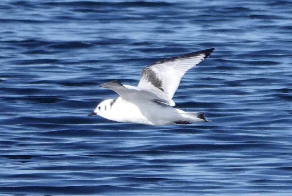 Black-legged Kittiwake - ML643855181