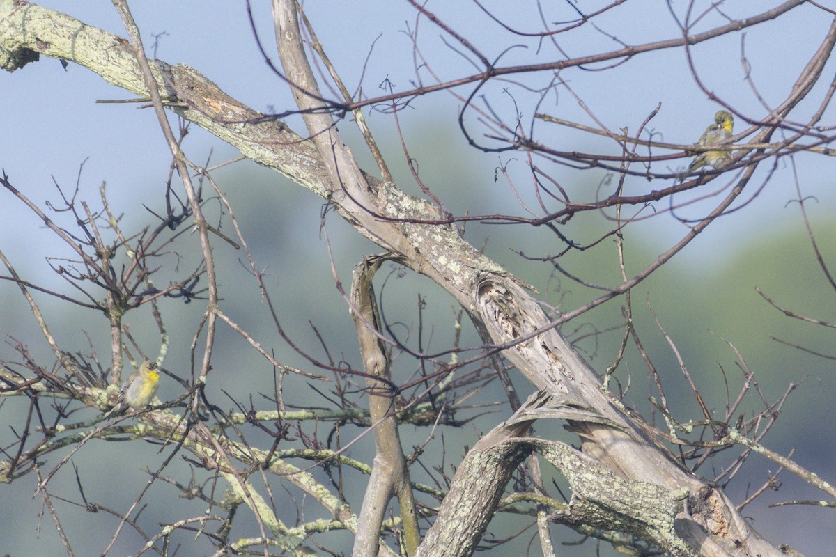 Lesser Goldfinch - ML643855182