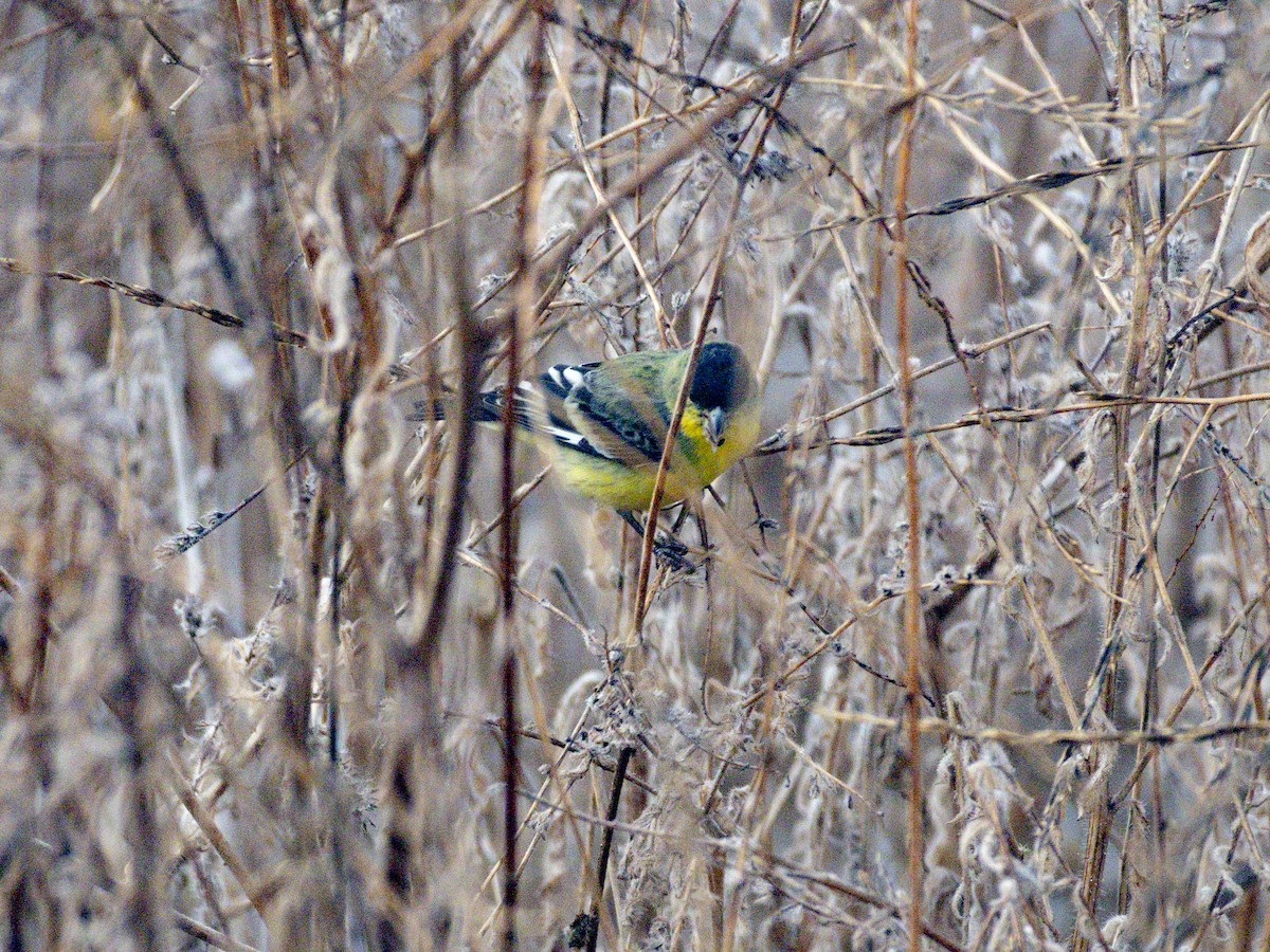 Lesser Goldfinch - ML643855183