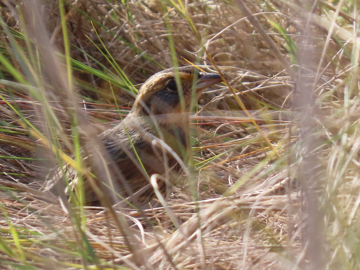 Saltmarsh Sparrow - ML643855184