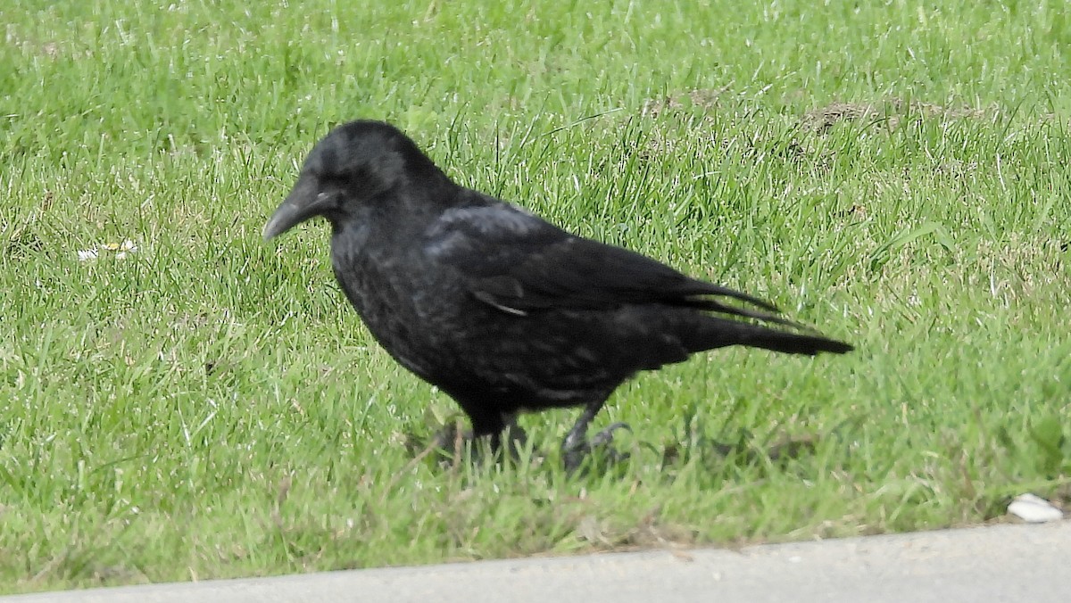 Common Raven - ML643855185