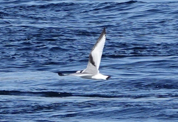 Black-legged Kittiwake - ML643855186