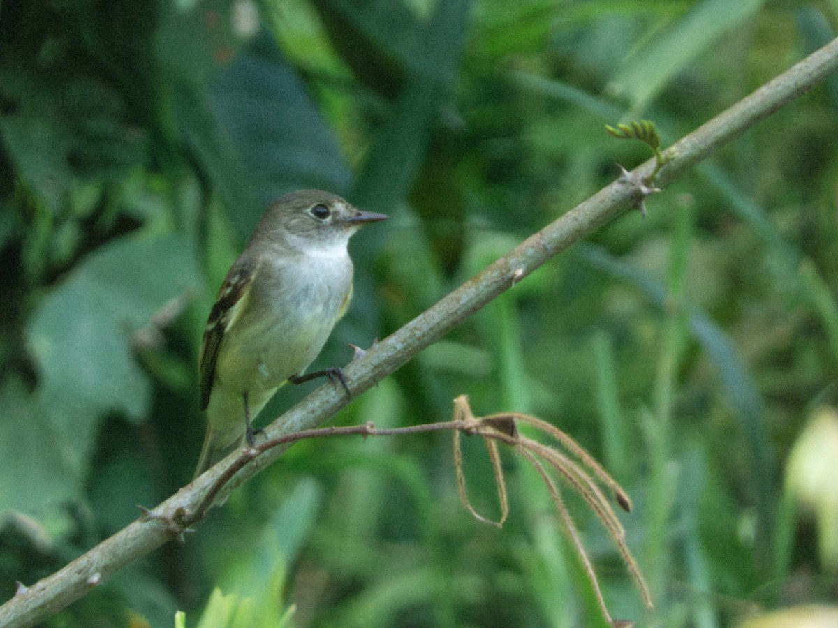 Alder Flycatcher - ML643855236