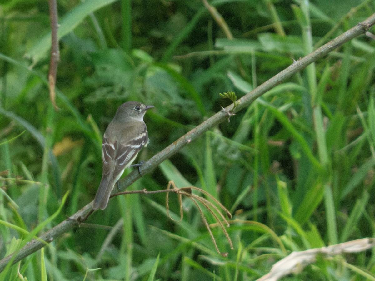 Alder Flycatcher - ML643855237