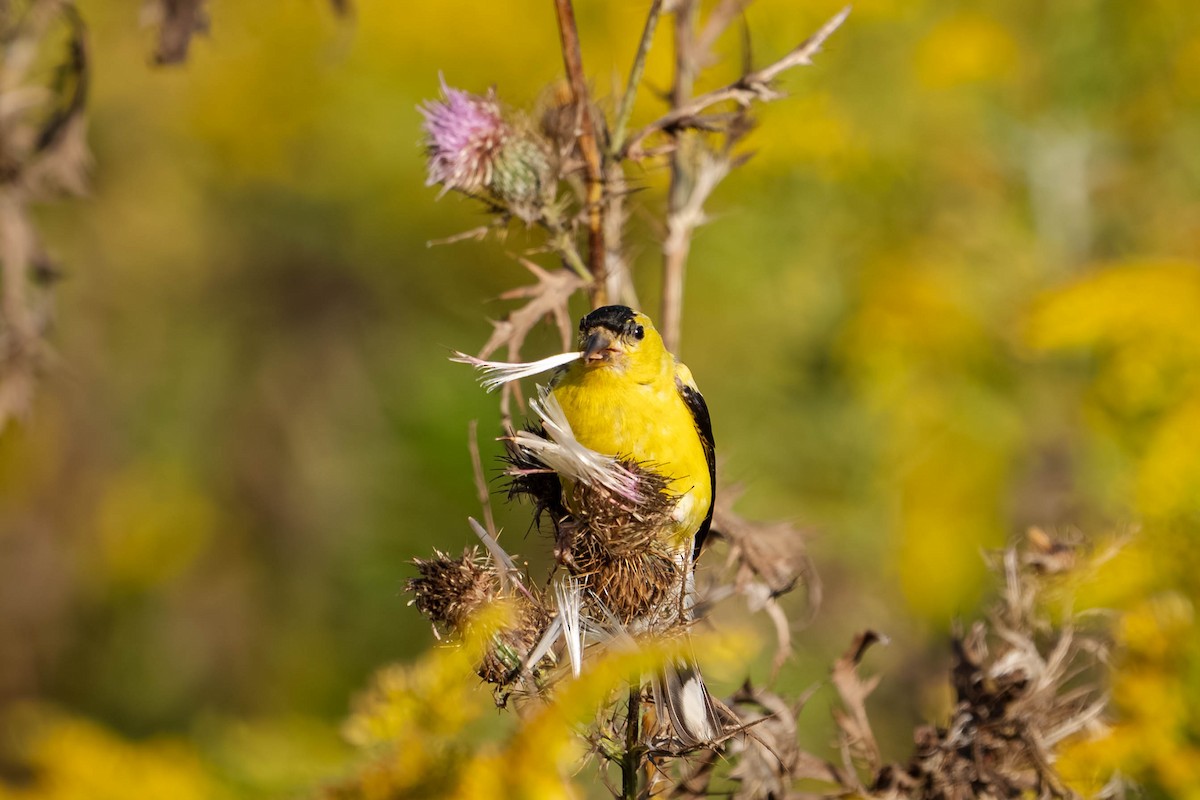 Chardonneret jaune - ML643855238