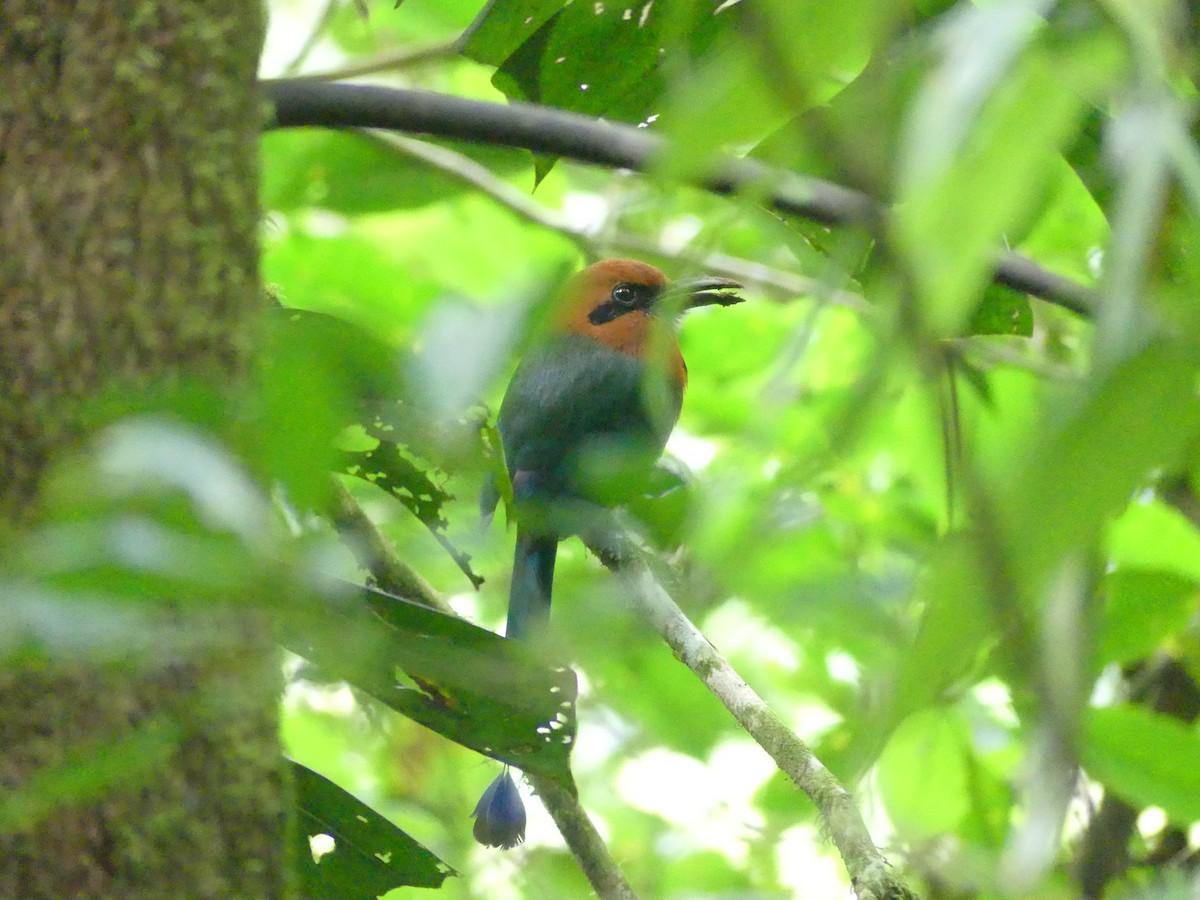 Broad-billed Motmot - ML643855240
