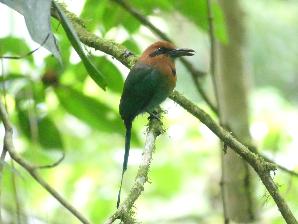 Broad-billed Motmot - ML643855242
