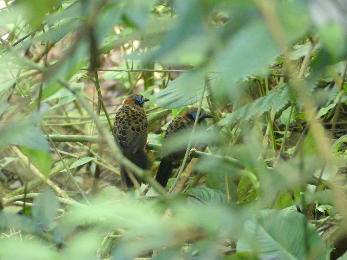 Ocellated Antbird - ML643855244