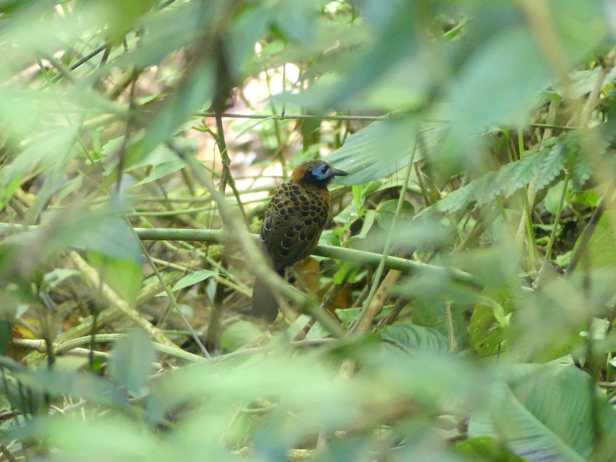 Ocellated Antbird - ML643855250