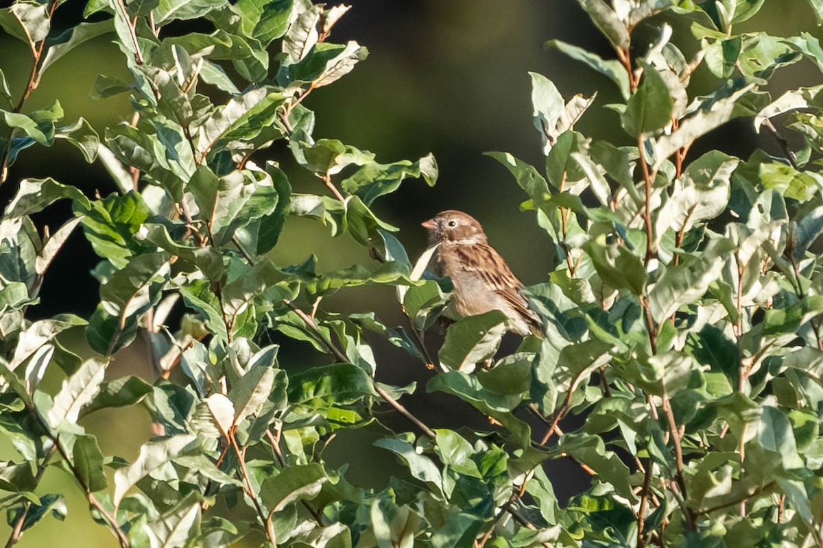 Field Sparrow - ML643855254