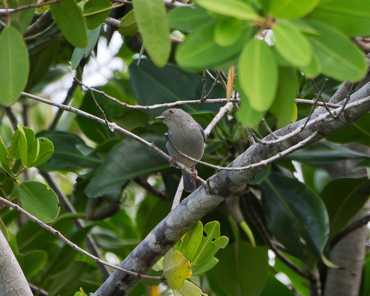 Bicolored Conebill - ML643855294