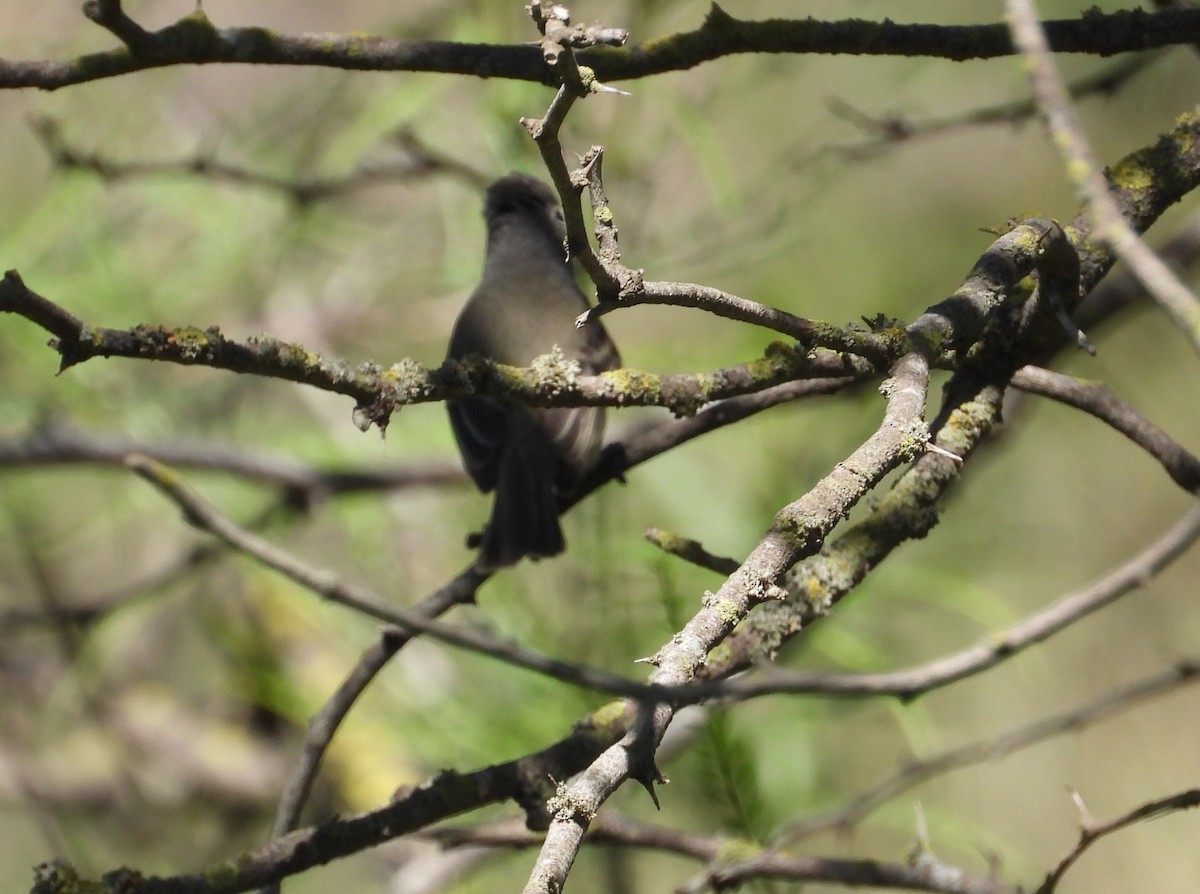 Southern Beardless-Tyrannulet - ML643855304