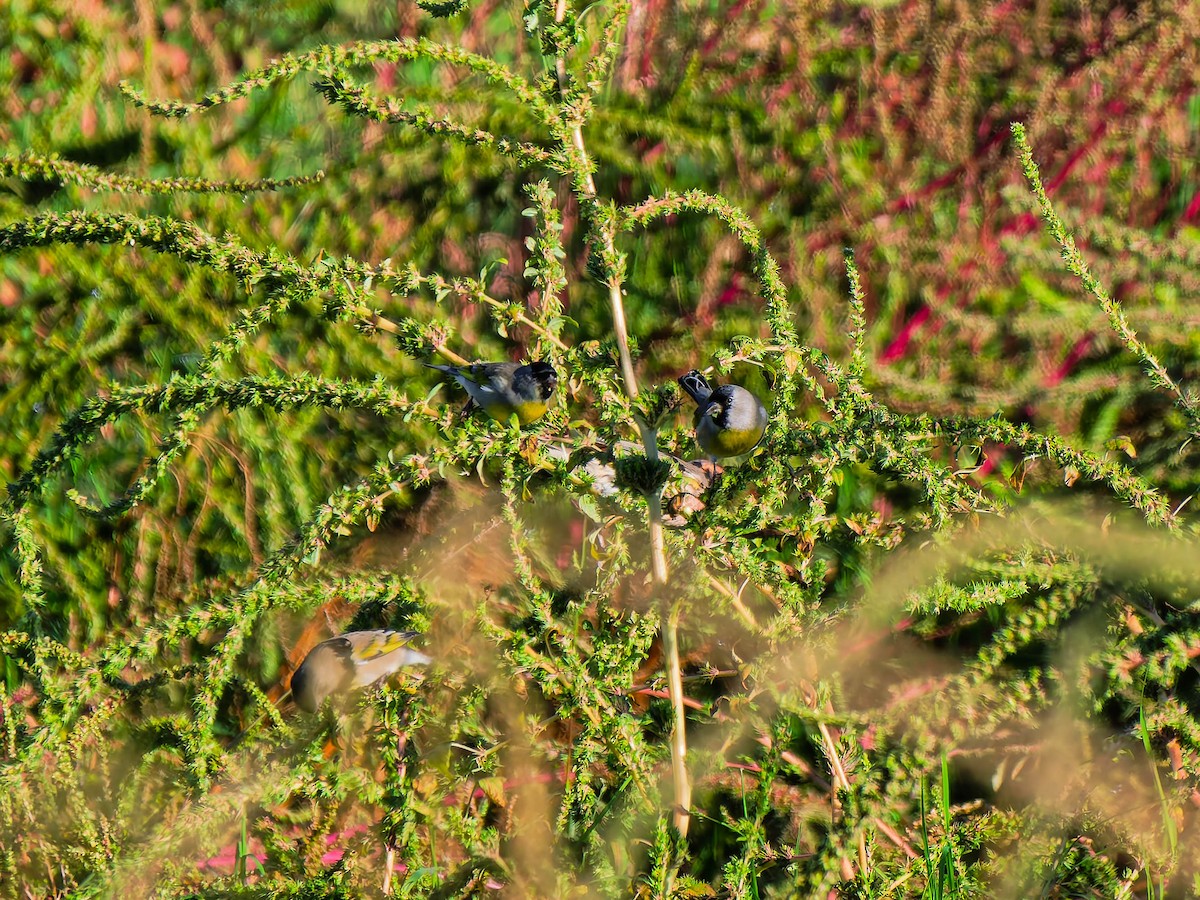 Lawrence's Goldfinch - ML643855321