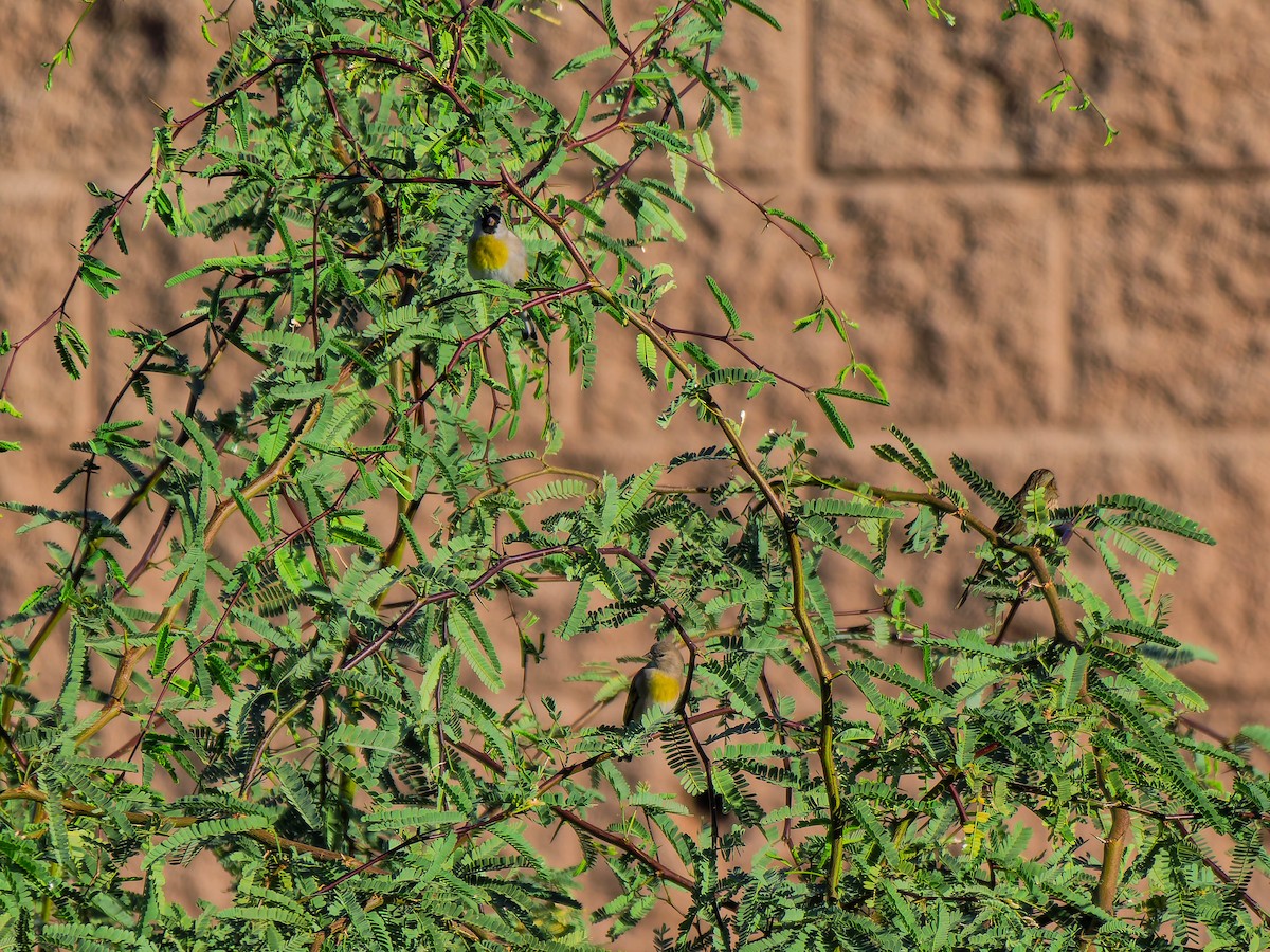 Lawrence's Goldfinch - ML643855322