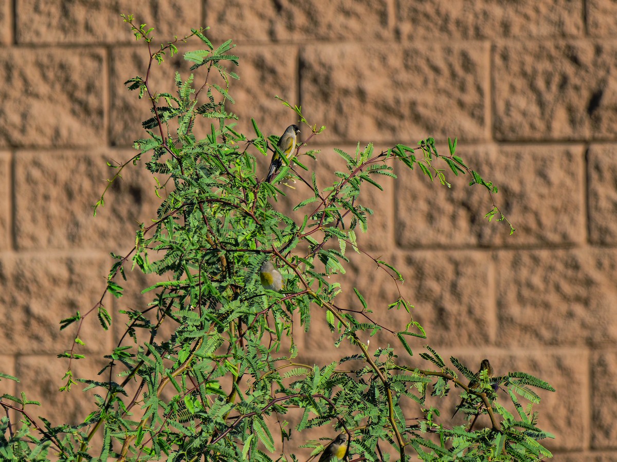 Lawrence's Goldfinch - ML643855323