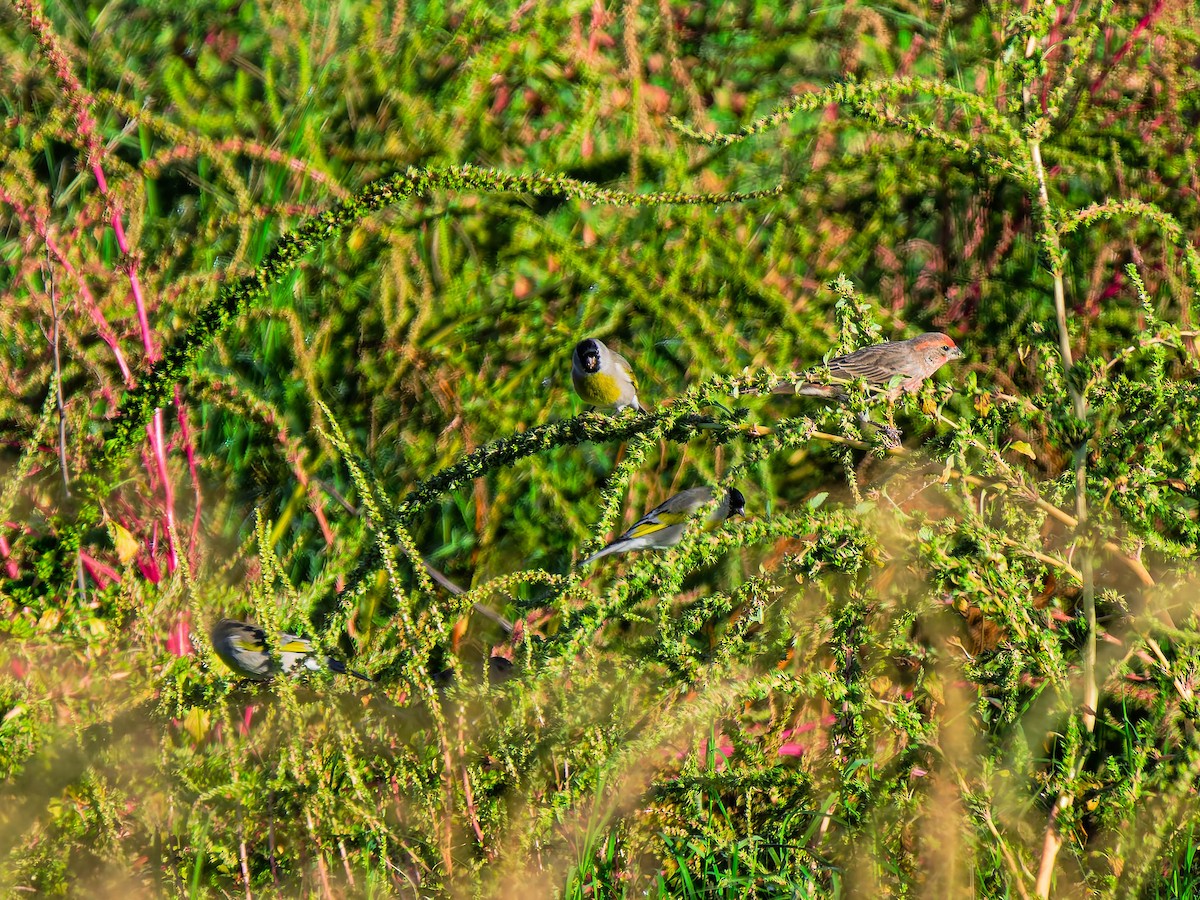 Lawrence's Goldfinch - ML643855324