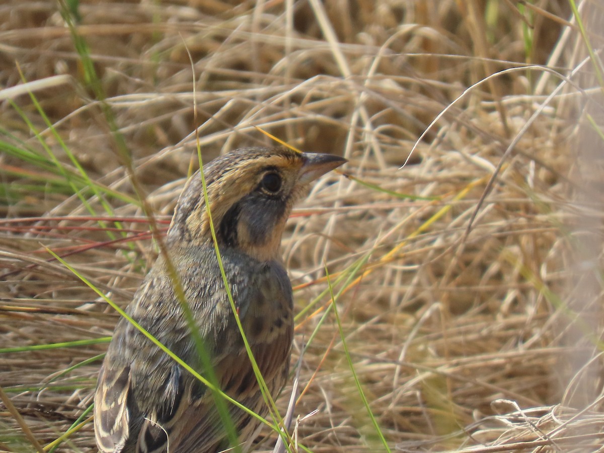 Saltmarsh Sparrow - ML643855337