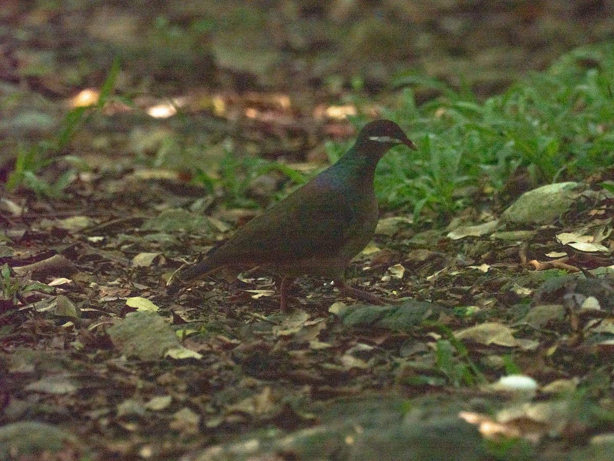 holub uzdičkový - ML643855339