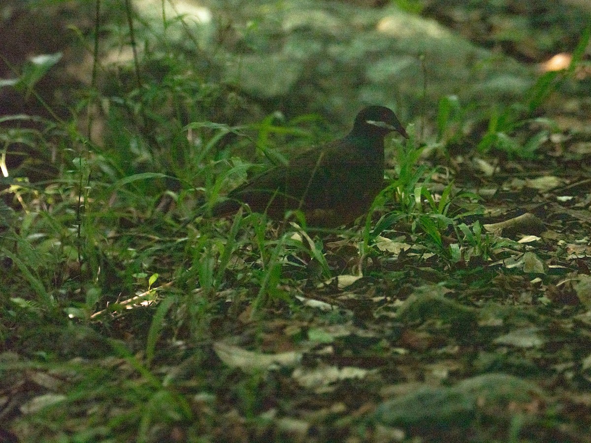 holub uzdičkový - ML643855340