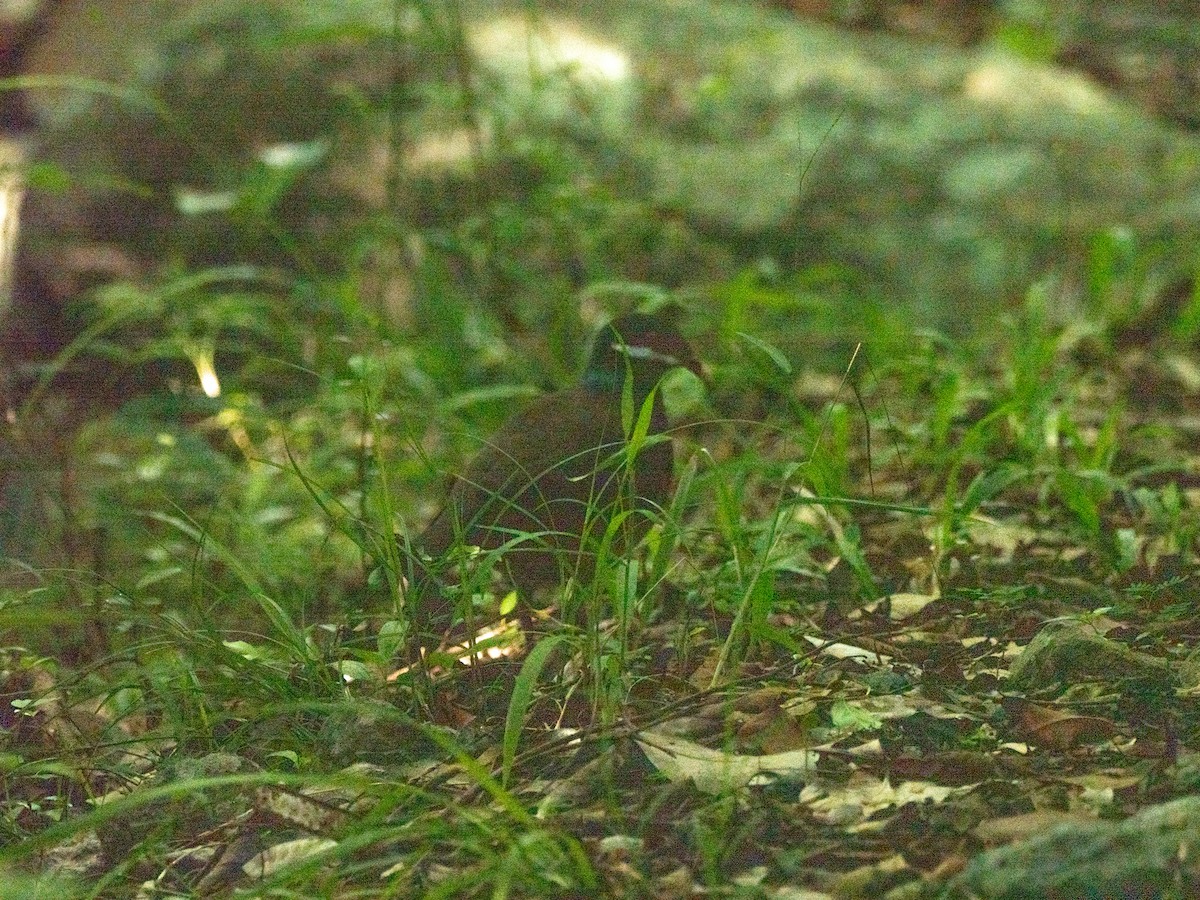 holub uzdičkový - ML643855341