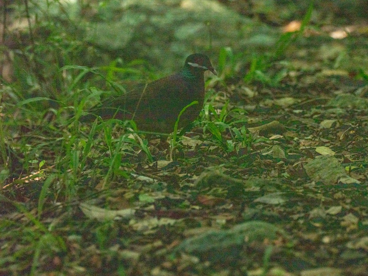 holub uzdičkový - ML643855342