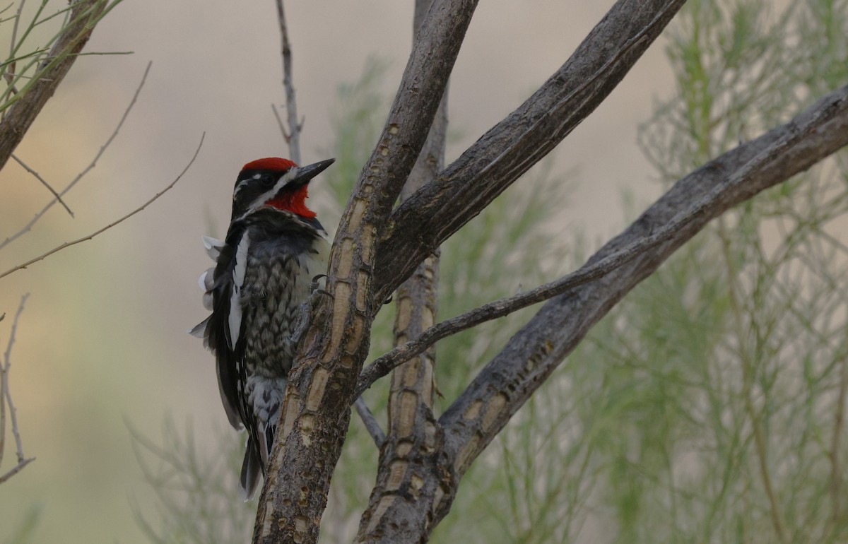 Red-naped Sapsucker - ML643855370