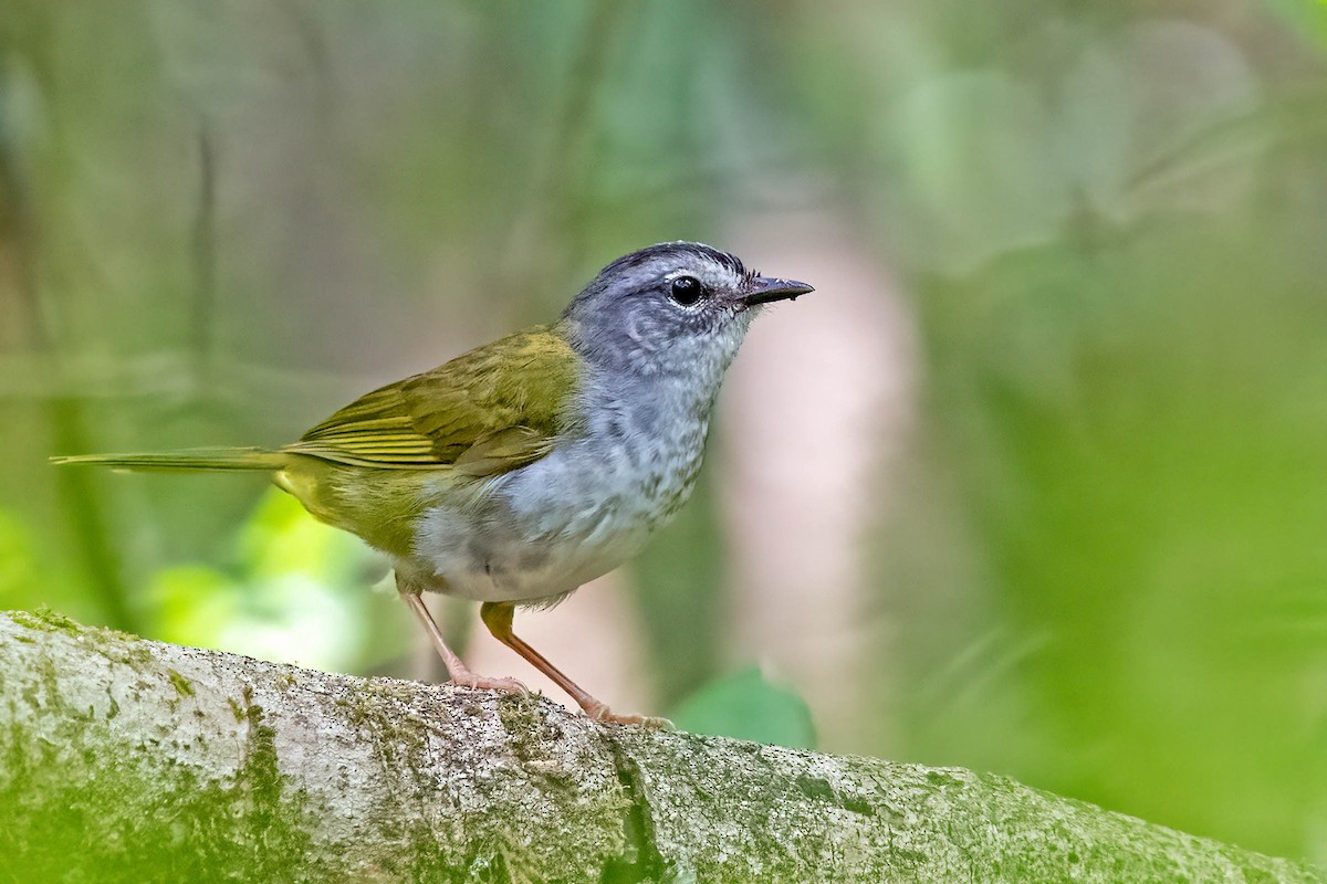 paranáparula - ML643855371