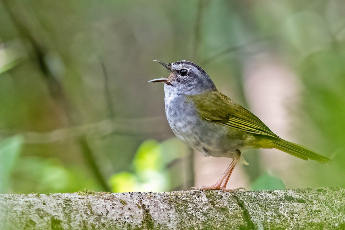 paranáparula - ML643855372