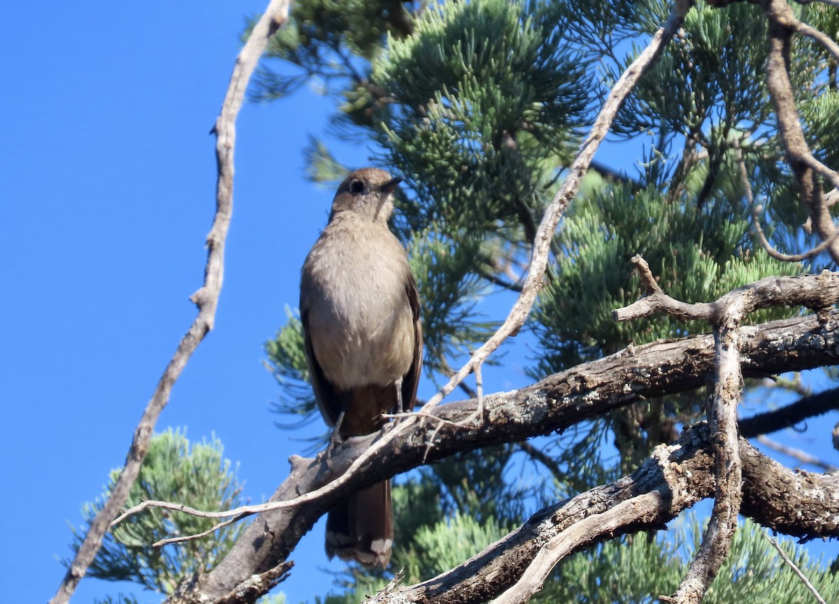 Southern Scrub-Robin - ML643855379
