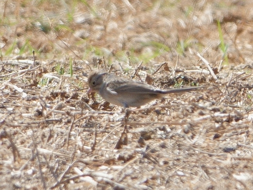 Brewer's Sparrow - ML643855392