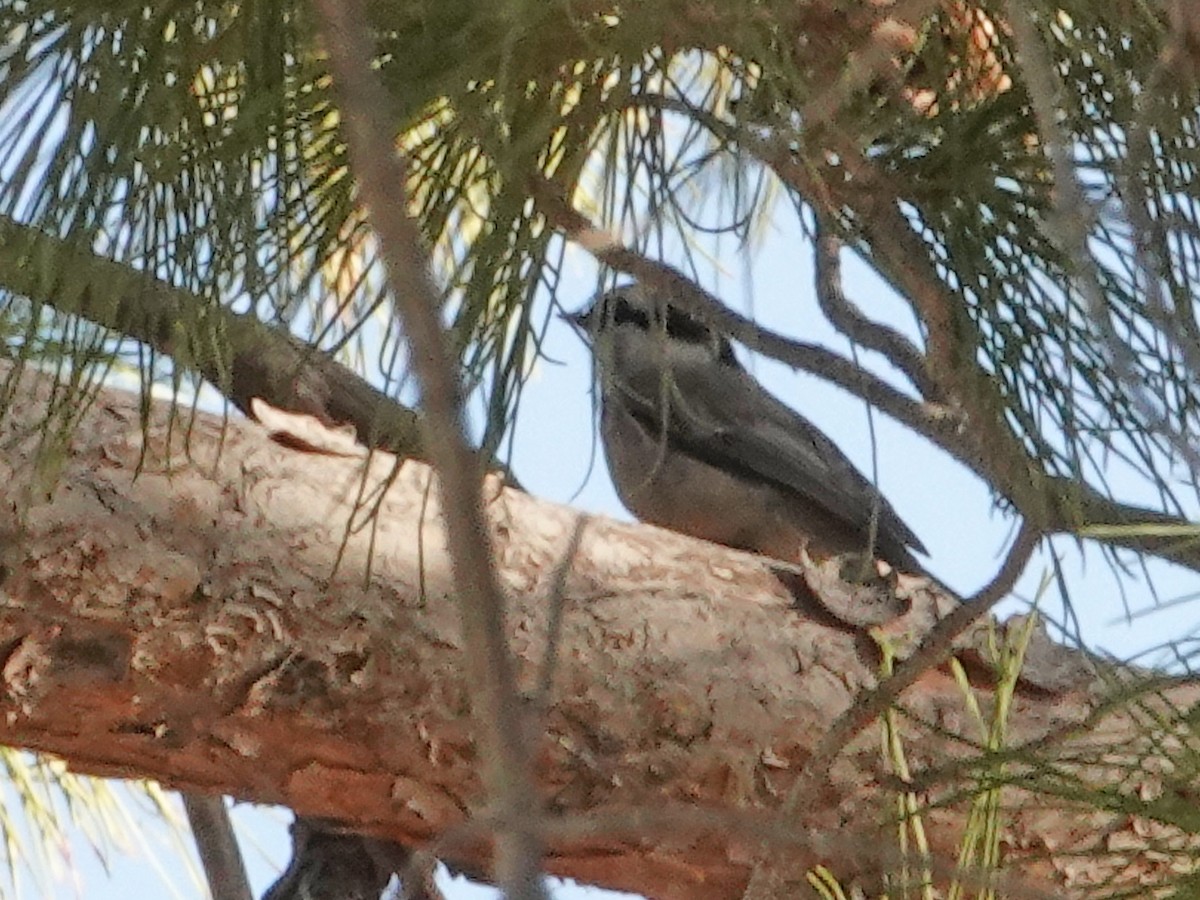 Mountain Chickadee - ML643855415