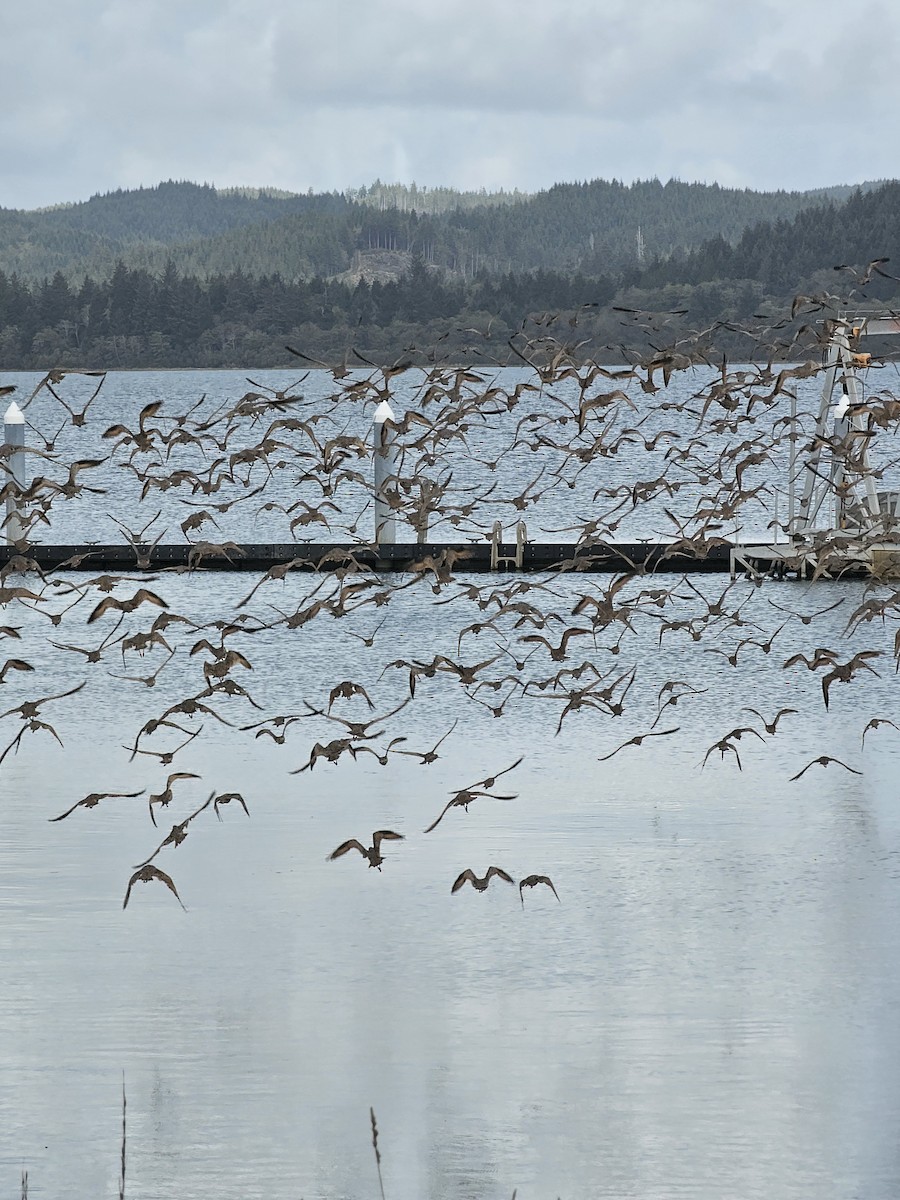 Marbled Godwit - ML643855419