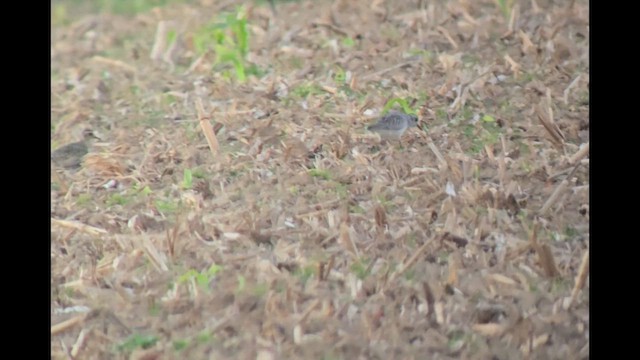 Pluvier doré - ML643855423