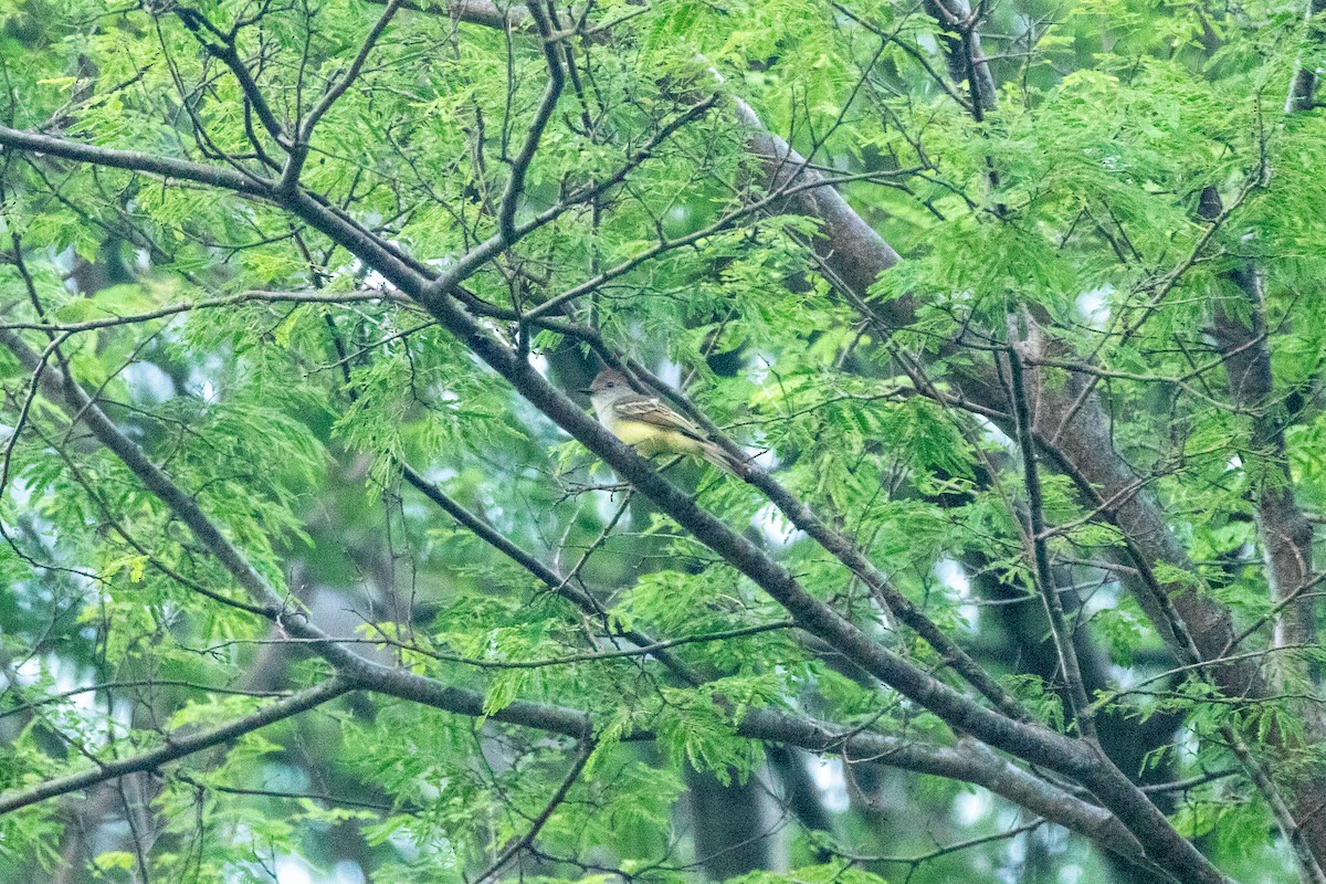 Brown-crested Flycatcher - ML643855437