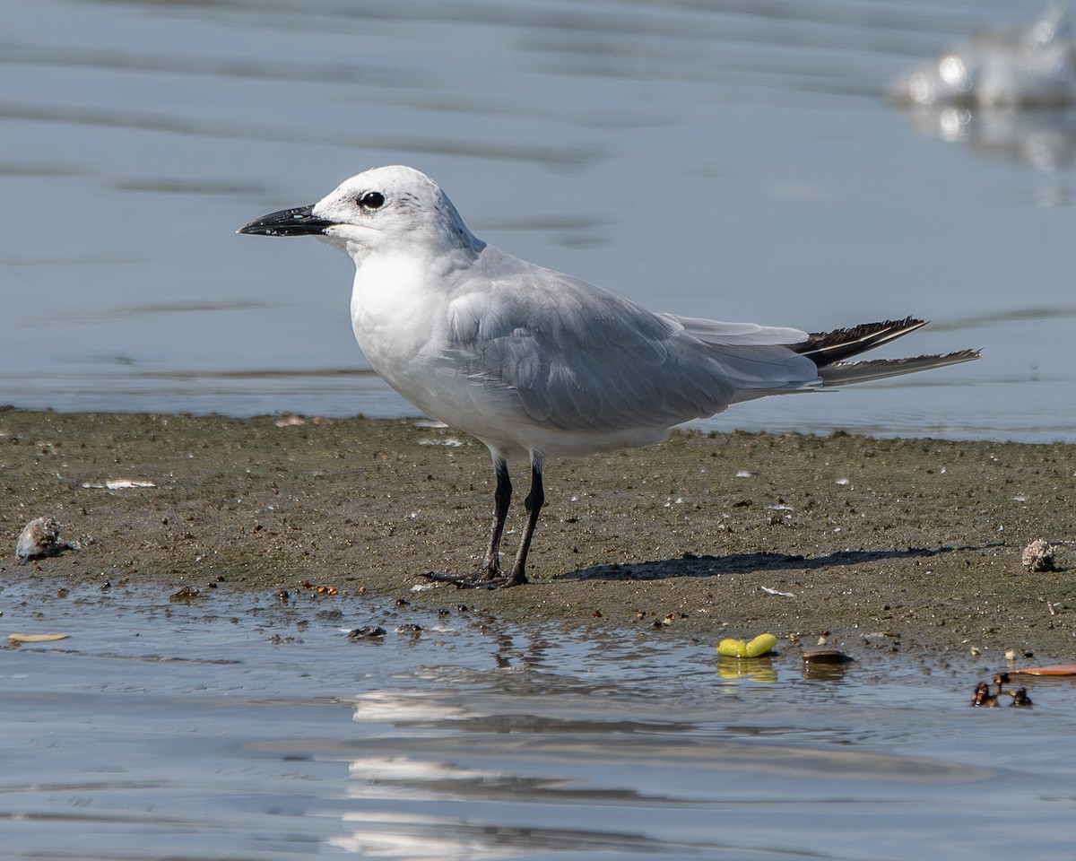 שחפית עבת-מקור - ML643855438