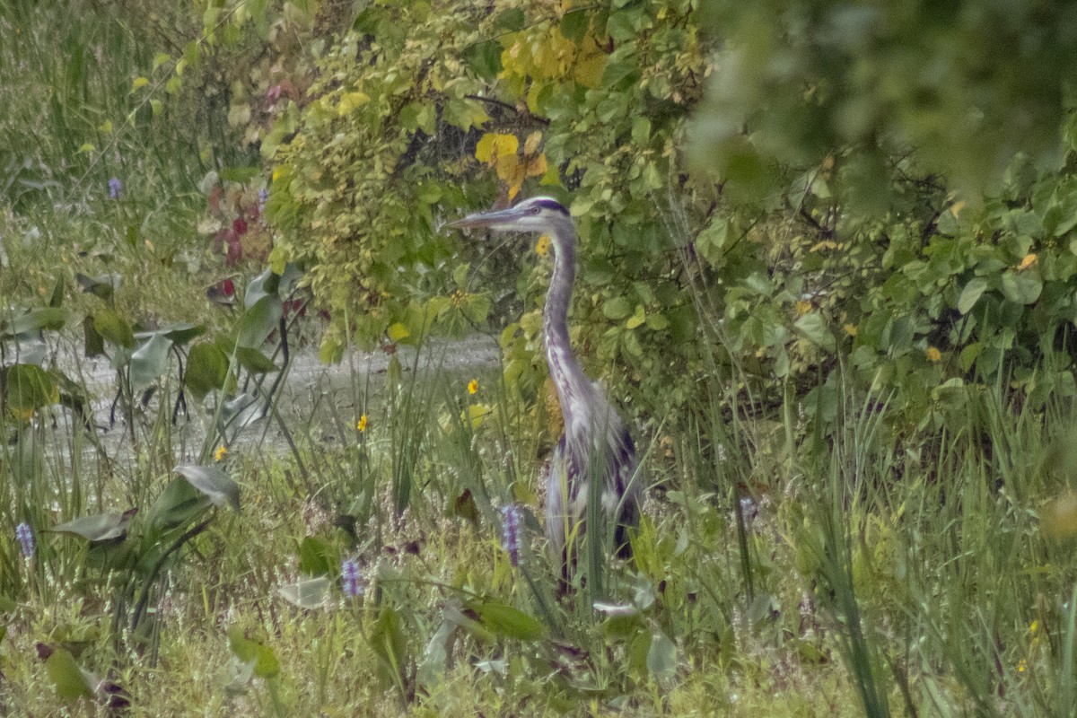 Great Blue Heron - ML643855456
