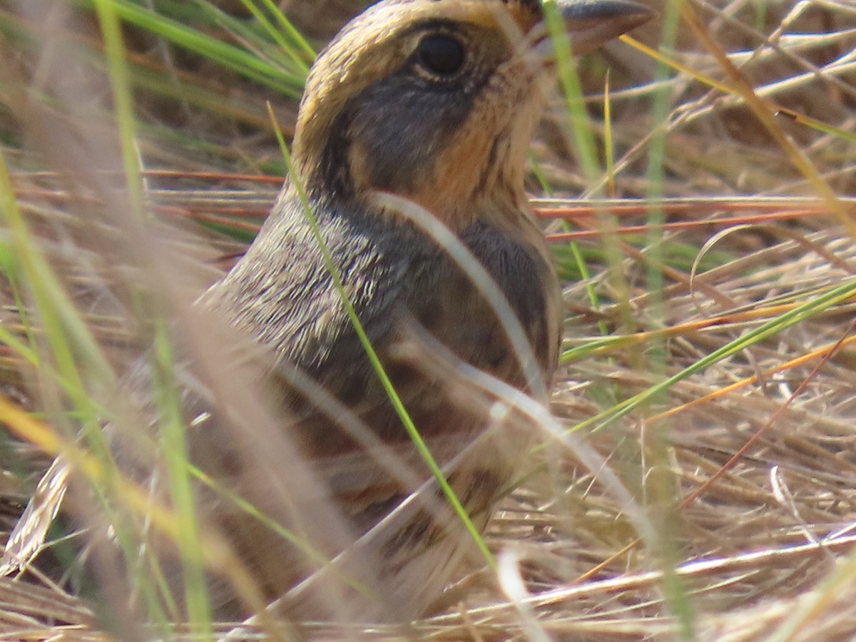 Saltmarsh Sparrow - ML643855458