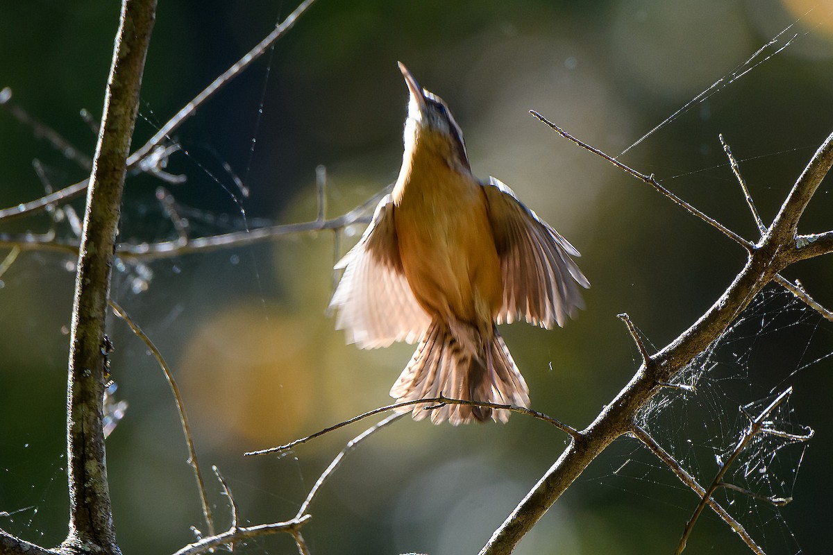 Carolina Wren - ML643855473