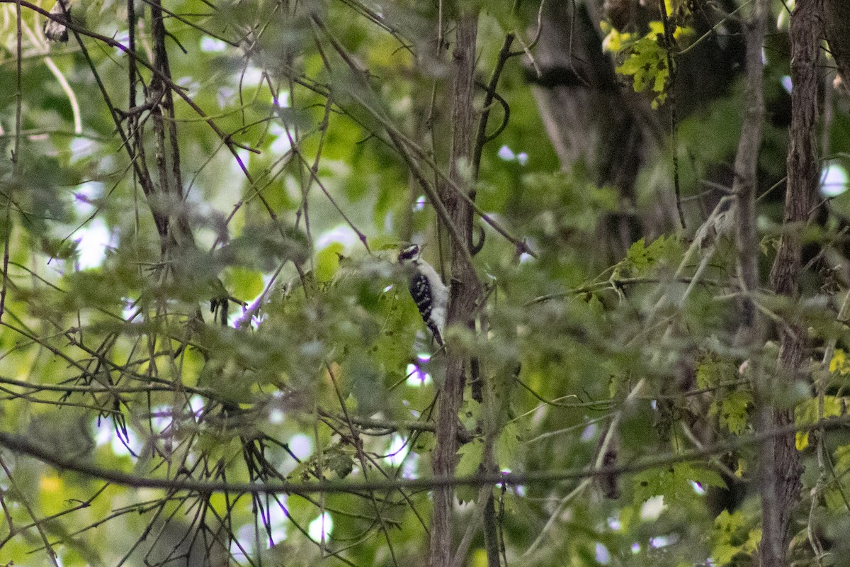 Hairy Woodpecker - ML643855479