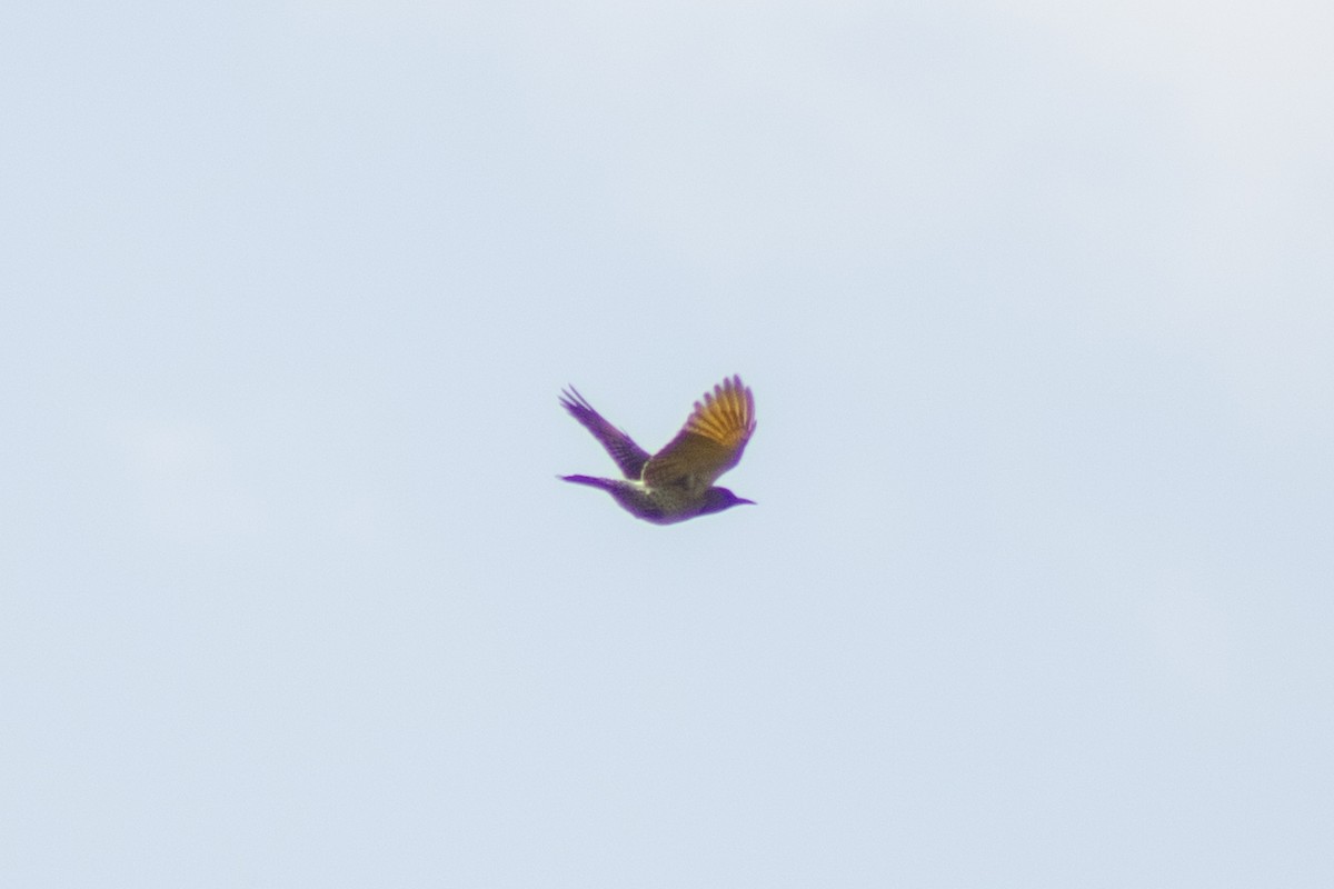 Northern Flicker - ML643855482