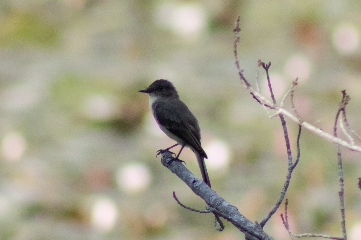 Eastern Phoebe - ML643855485