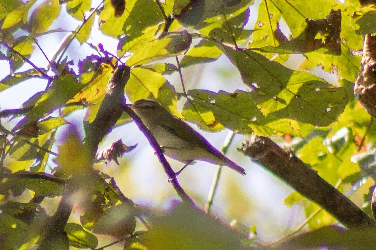 Red-eyed Vireo - ML643855491
