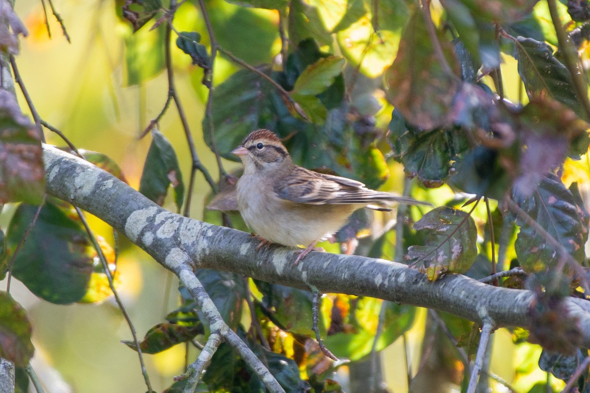 Chipping Sparrow - ML643855492