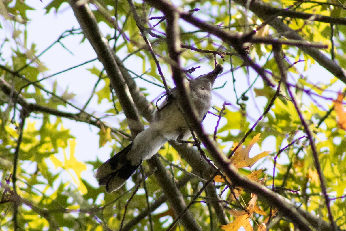 Blue Jay - ML643855501