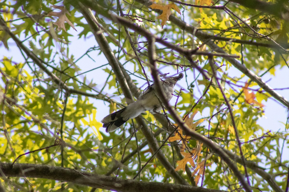 Blue Jay - ML643855502
