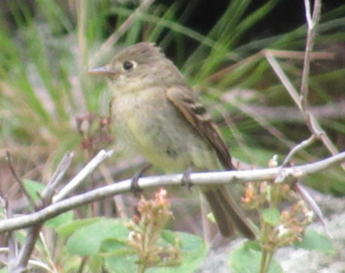 Western Flycatcher - ML643855506