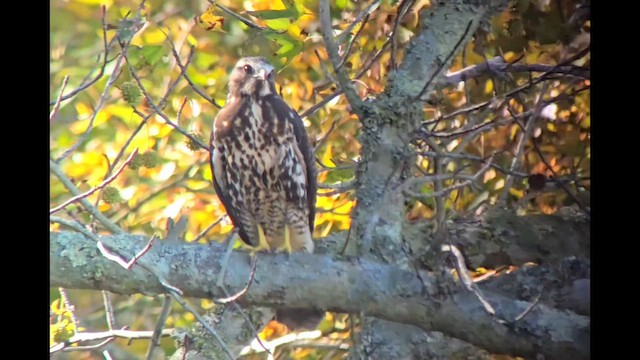 Swainson's Hawk - ML643855514