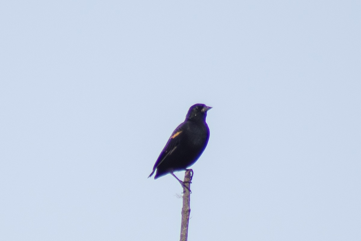 Red-winged Blackbird - ML643855527