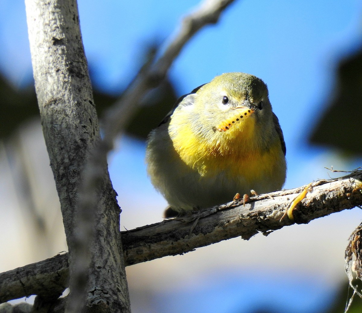 Northern Parula - ML643855535
